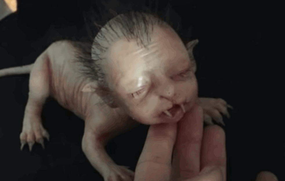 STRAŠNA STRANA PRIRODE: Evo kako izgleda kada se rodi ŽIVOTINJA sa LJUDSKIM LIKOM (VIDEO)